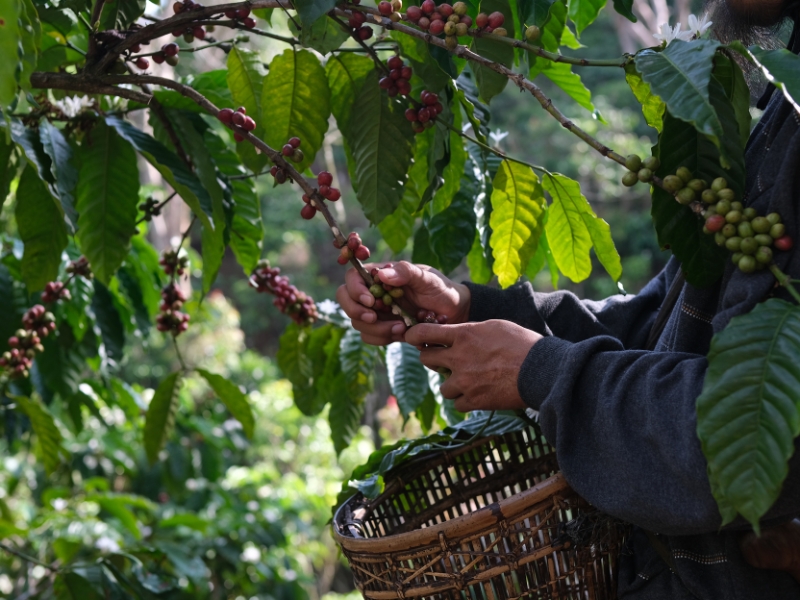 Coffee Initiative Project